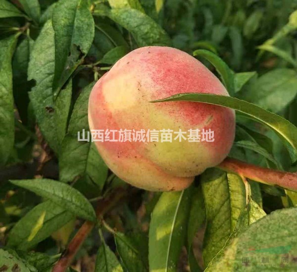 山西運(yùn)城供應(yīng)占地桃樹、5公分桃樹量大、7.8.9公分桃樹價格、3公分桃樹價格
