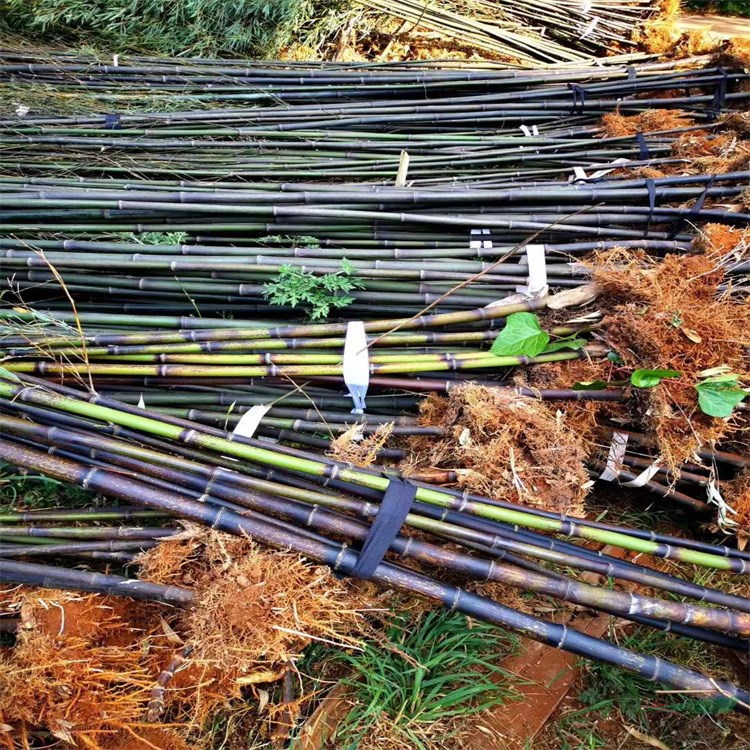 常年批发大小规格金镶玉竹 早园竹 黄金竹 紫竹 刚竹 快递全国