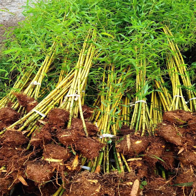 常年批发大小规格金镶玉竹 早园竹 黄金竹 紫竹 刚竹 快递全国