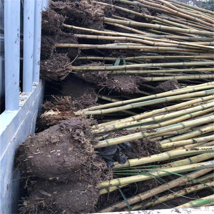 常年批发大小规格金镶玉竹 早园竹 黄金竹 紫竹 刚竹 快递全国