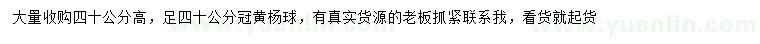 求購(gòu)高40公分黃楊球