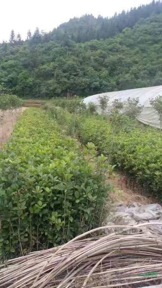 江西桂花小苗批發(fā) 九江桂花小苗大量批發(fā) 如果需要采購桂花小苗