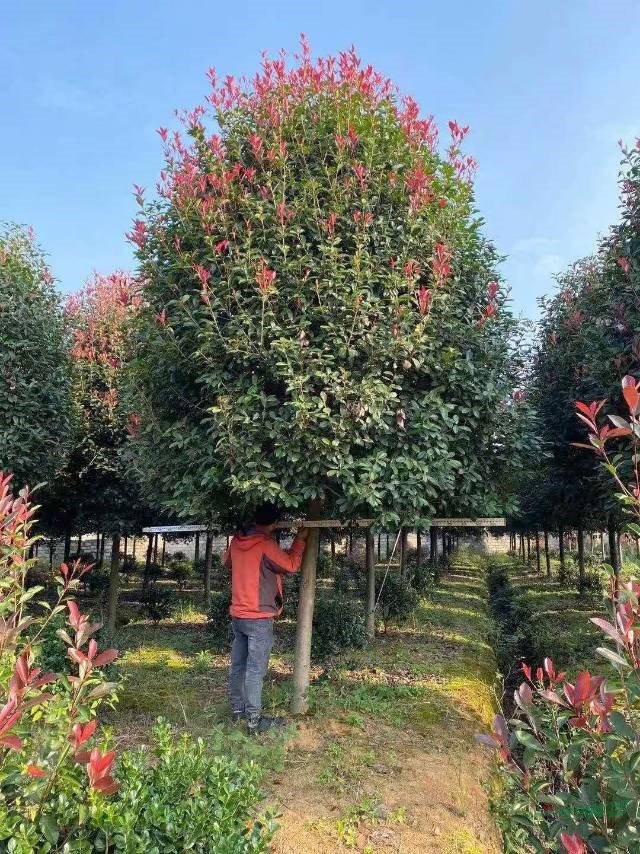 精品高桿紅葉石楠基地實拍，驚喜紅葉石楠批發(fā) 本基地有很多高桿