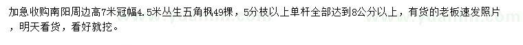 求購高7米叢生五角楓