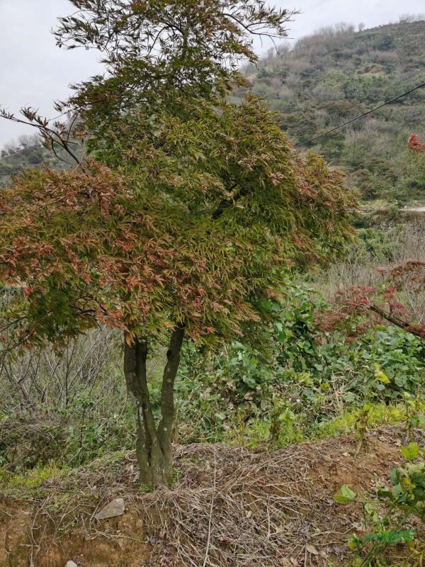 多桿紅楓