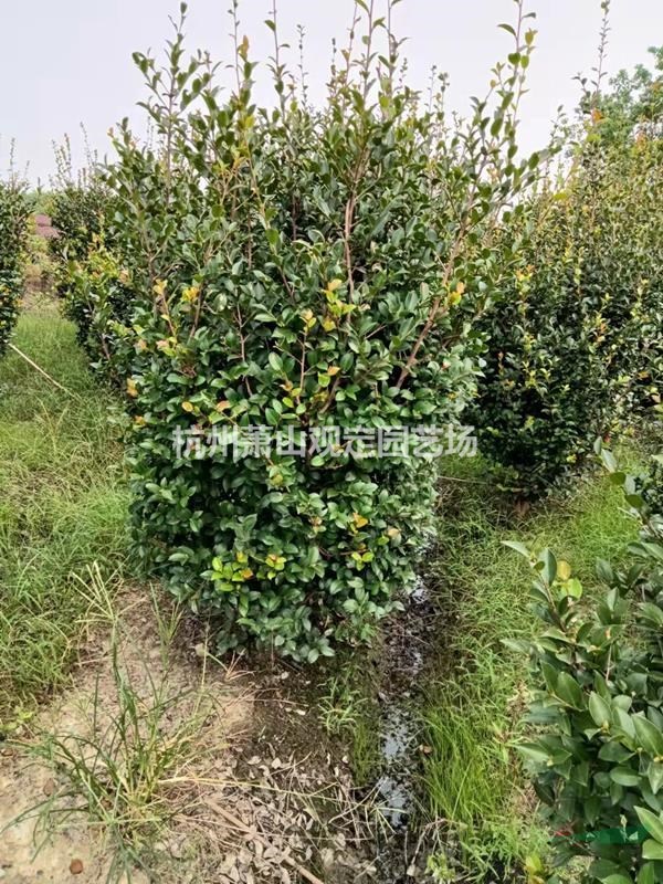 供应茶梅柱子：H150—220cm。P80—100—120—150cm