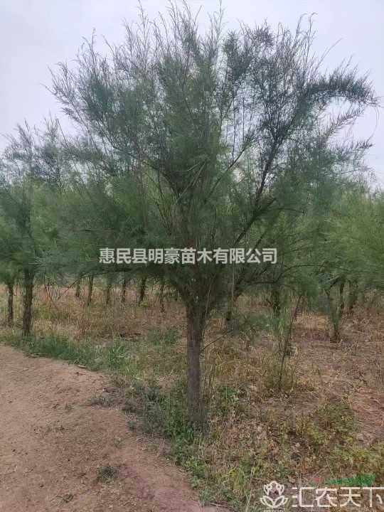 檉柳/檉柳基地/山東檉柳基地