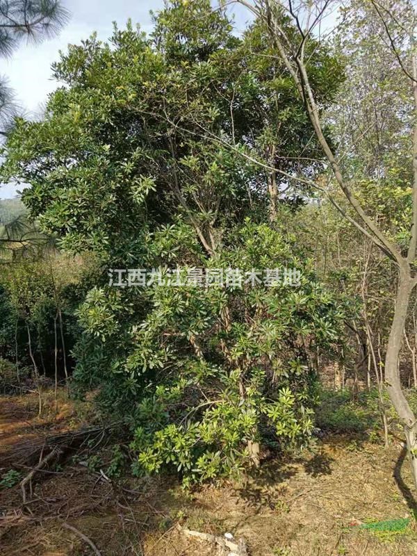 九江楊梅樹大量供應(yīng)