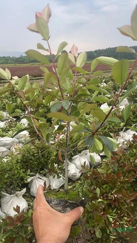 供應紅葉石楠、金森女貞、紅花檵木等大杯苗