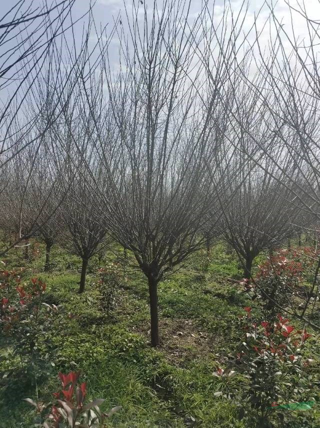 河南骨里紅紅梅基地 南陽紅梅批發(fā) 這是自家紅梅基地的骨里紅紅