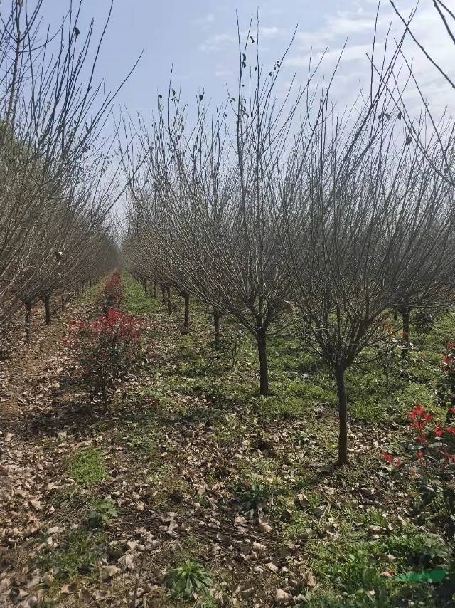 本基地大量出售各種規(guī)格紅梅， 出售各種規(guī)格骨里紅紅梅