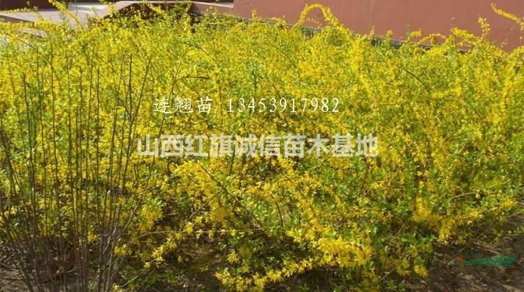 山西運(yùn)城連翹苗、一年連翹苗、兩年連翹苗、連翹苗批發(fā)銷售、連翹苗哪里賣