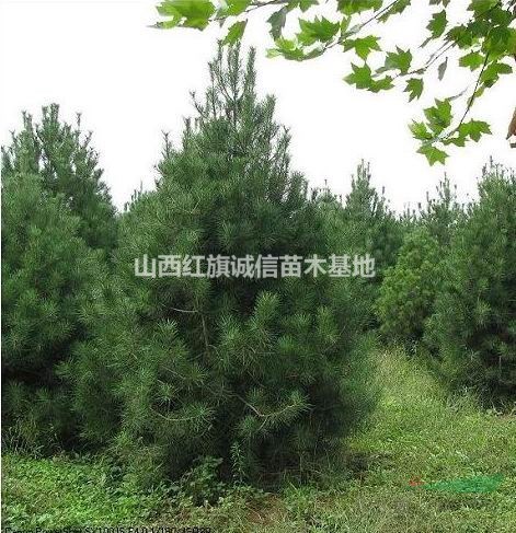 山西運城供應(yīng)1米白皮松.1.5米白皮松.2米白皮松.3米白皮松.白皮松價格