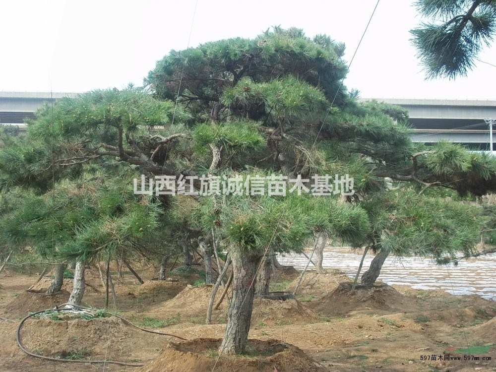 造型油松哪里有.造型油松精品.造型油松價格