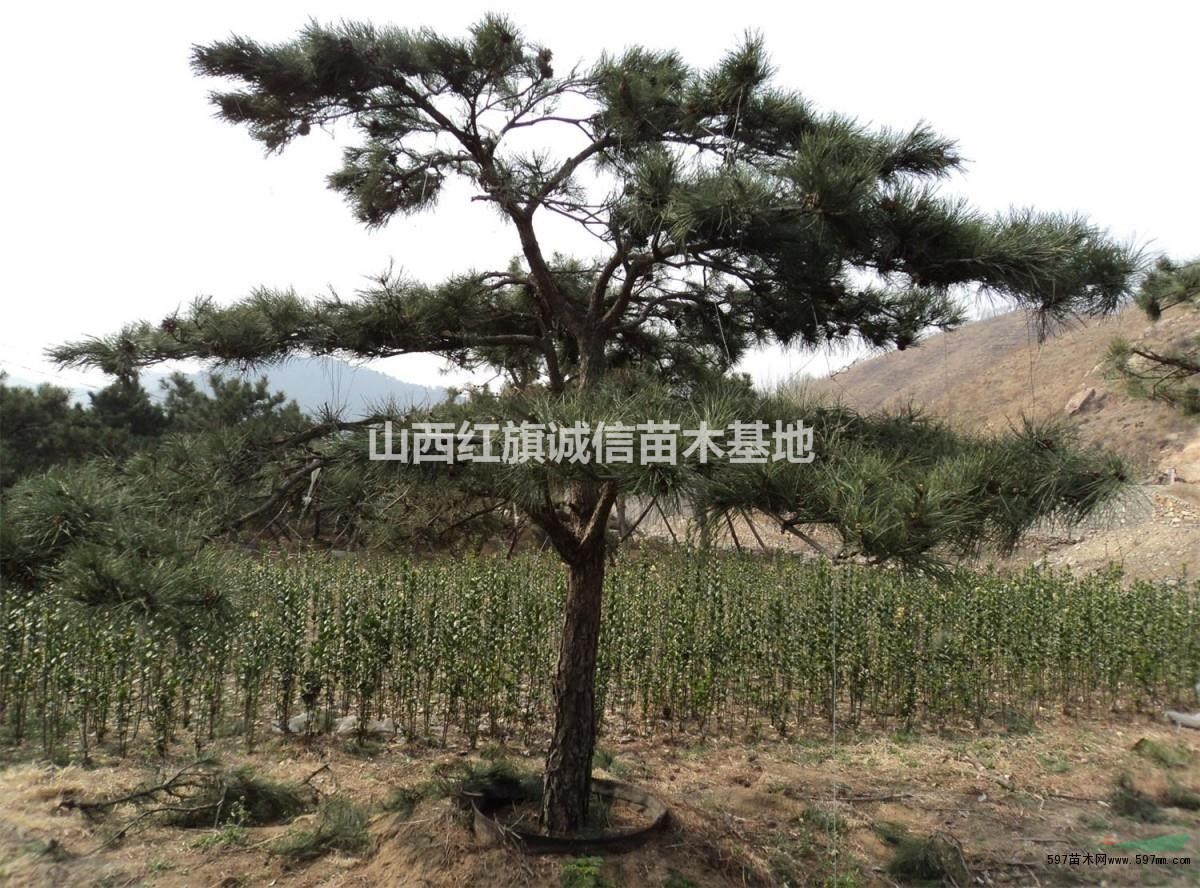 造型油松哪里有.造型油松精品.造型油松價格