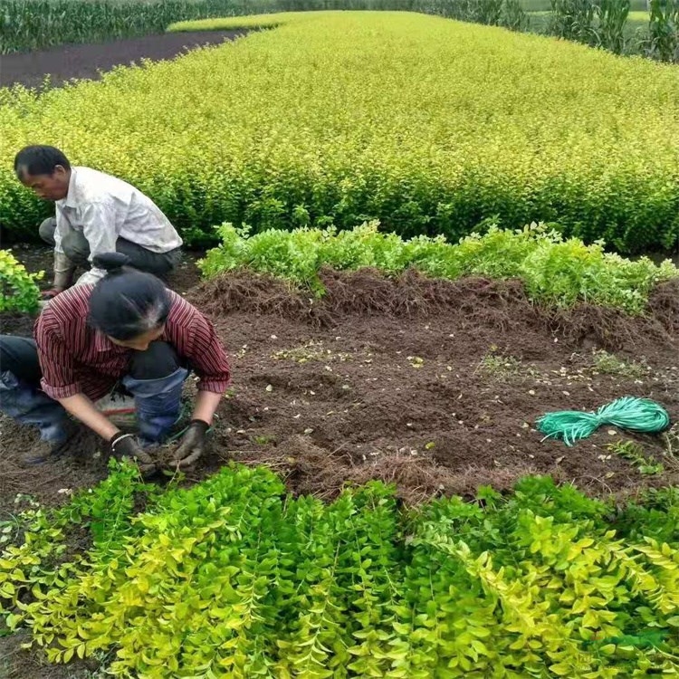 10-40厘米高红叶石楠 金叶女贞 红叶小檗 红瑞木等代办托运