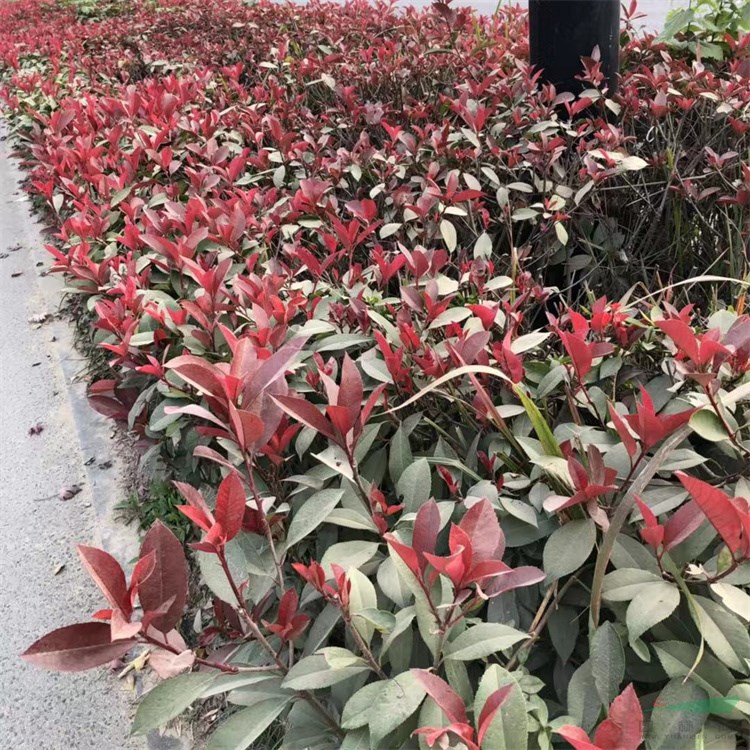 10-40厘米高红叶石楠 金叶女贞 红叶小檗 红瑞木等代办托运