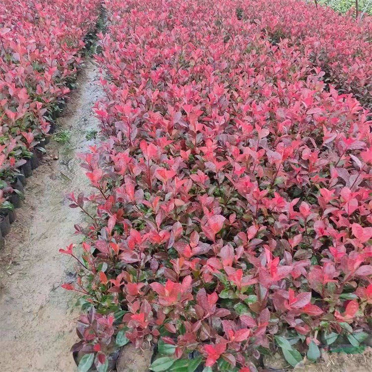 10-40厘米高红叶石楠 金叶女贞 红叶小檗 红瑞木等代办托运