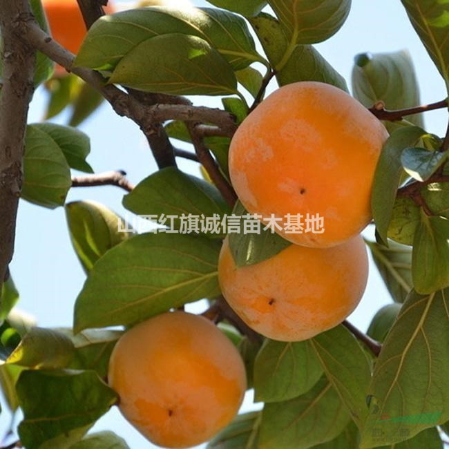 50公分高柿子樹、3公分柿子樹價(jià)格 、8公分柿子樹、15公分柿子樹、20公分柿子樹