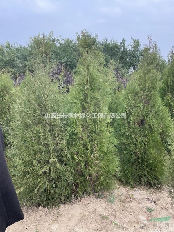 側(cè)柏苗多少錢一棵？2米5高的側(cè)柏哪里有賣的？