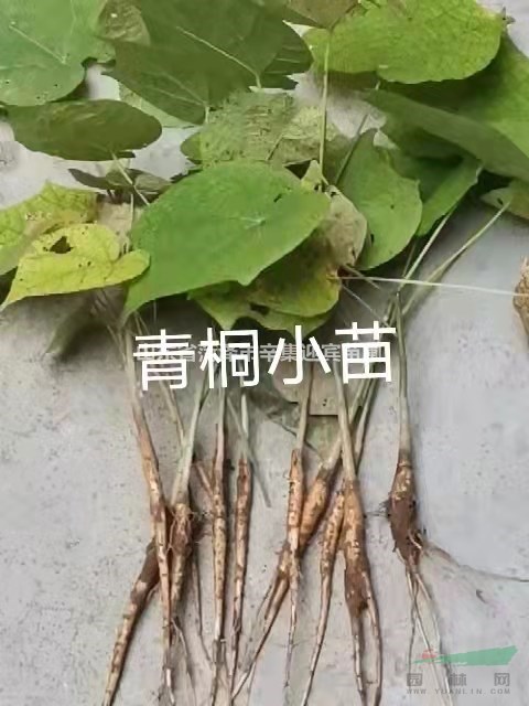 青桐小苗