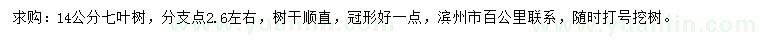求購14公分七葉樹