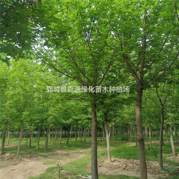 綠化苗五角楓基地關(guān)于5-15公分五角楓 規(guī)格全裝車快