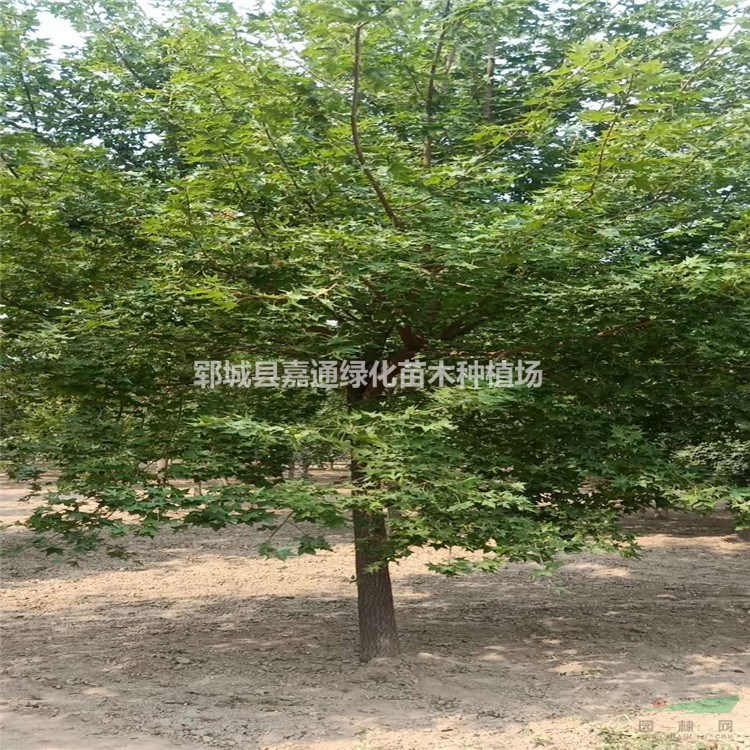 綠化苗五角楓基地關(guān)于5-15公分五角楓 規(guī)格全裝車快