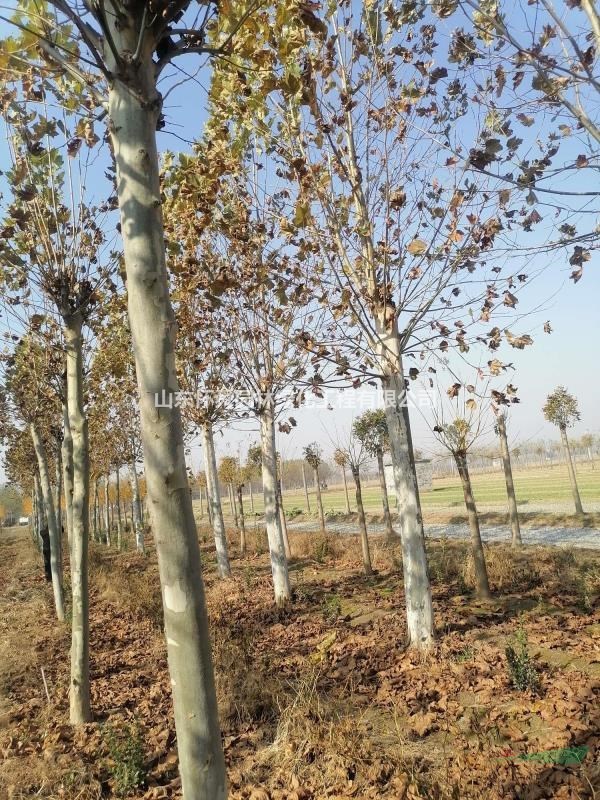 法桐大量出售10-30公分