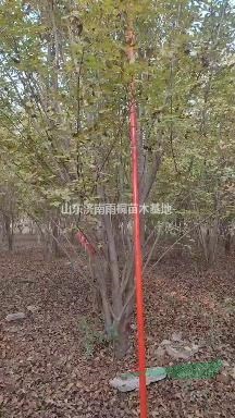 叢生白蠟