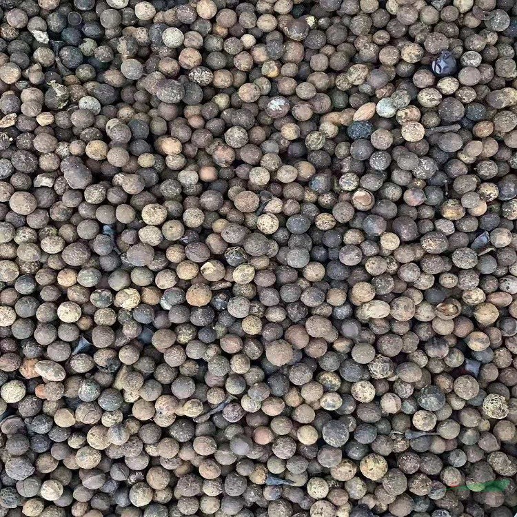 南方行道树大叶女贞 合欢树 香樟树 罗汉松 芙蓉树种子种苗代办托运