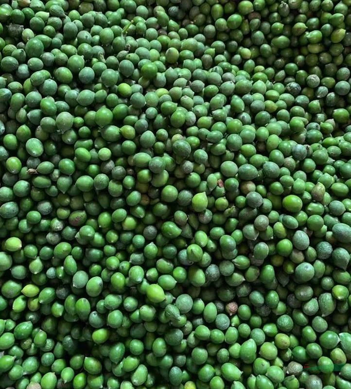 南方行道树大叶女贞 合欢树 香樟树 罗汉松 芙蓉树种子种苗代办托运