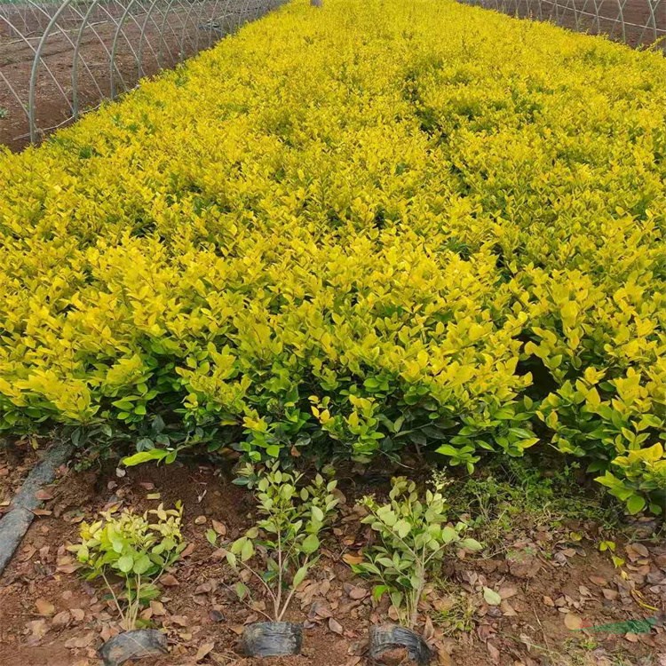 绿篱常用色块苗金森女贞红叶石楠大/小叶黄杨小叶女贞1000万