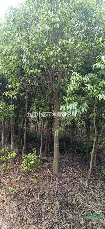 8公分紅果冬青價格，紅果冬青批發(fā)出售