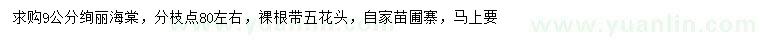 求購9公分絢麗海棠