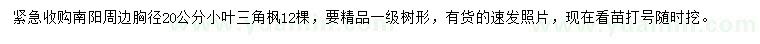 求購胸徑20公分小葉三角楓