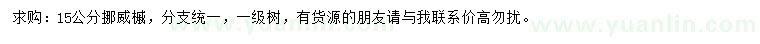 求購15公分挪威槭
