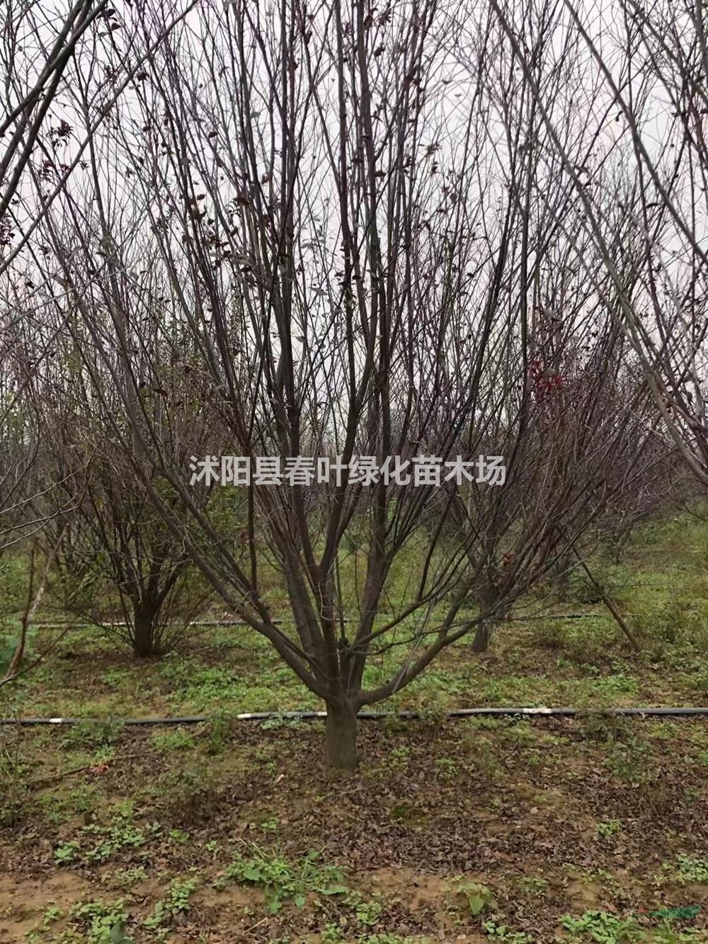 江蘇供應(yīng)沭陽叢生紫葉李規(guī)格齊全