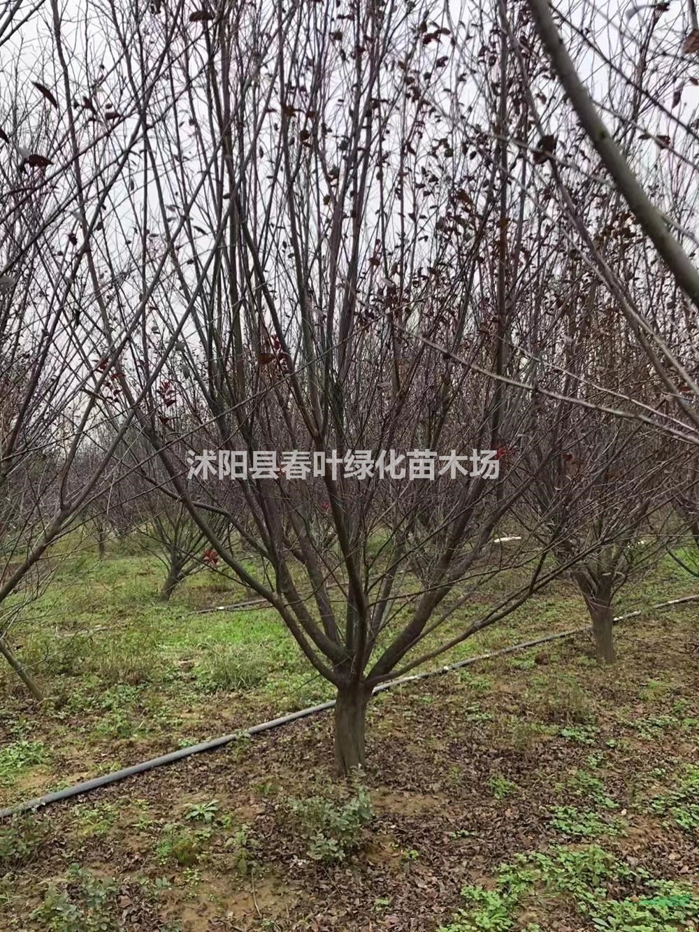 江蘇供應(yīng)沭陽叢生紫葉李規(guī)格齊全