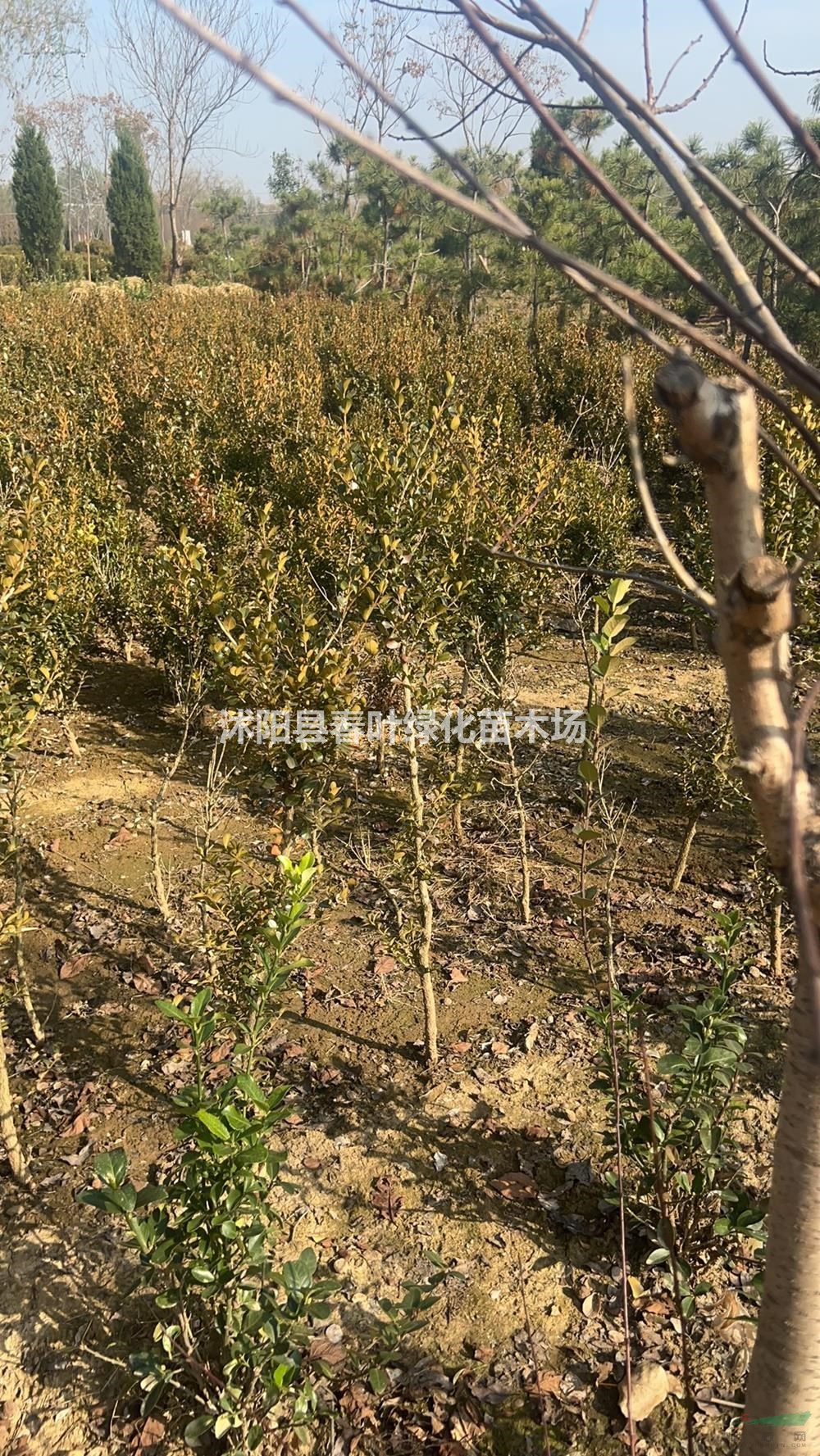 江蘇沭陽獨(dú)桿黃楊行情報(bào)價(jià)/江蘇沭陽獨(dú)桿黃楊圖片展示