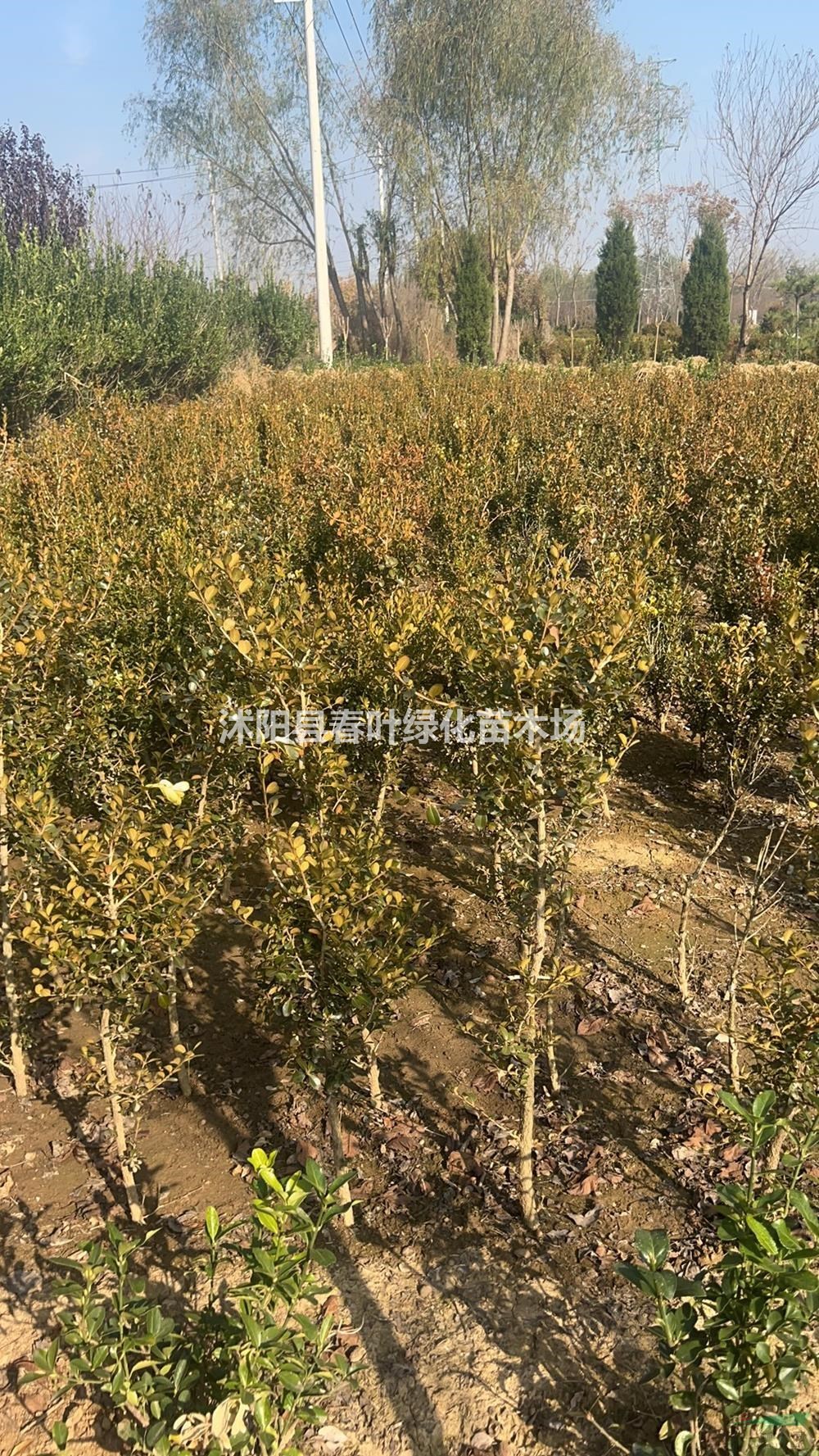 獨桿黃楊價格_獨桿黃楊圖片_獨桿黃楊基地_獨桿黃楊產(chǎn)地
