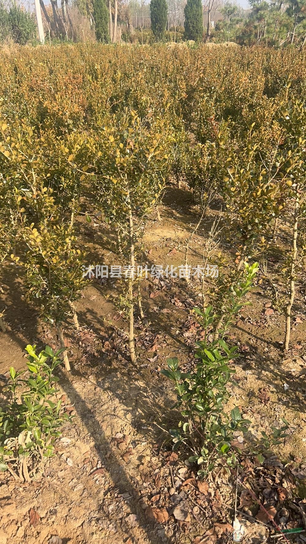獨桿黃楊價格_獨桿黃楊圖片_獨桿黃楊基地_獨桿黃楊產(chǎn)地