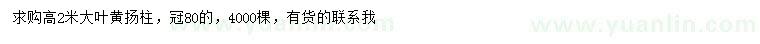 求購(gòu)高2米大葉黃揚(yáng)柱
