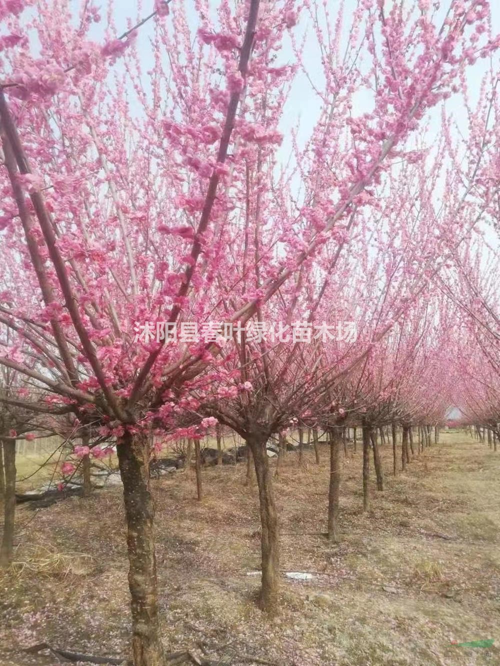 江蘇沭陽(yáng)骨里紅梅圖片/江蘇沭陽(yáng)骨里紅梅報(bào)價(jià)