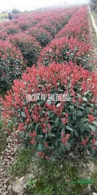 江蘇紅葉石楠球 南京紅葉石楠球基地 精品紅葉石楠球介紹/特征/用途