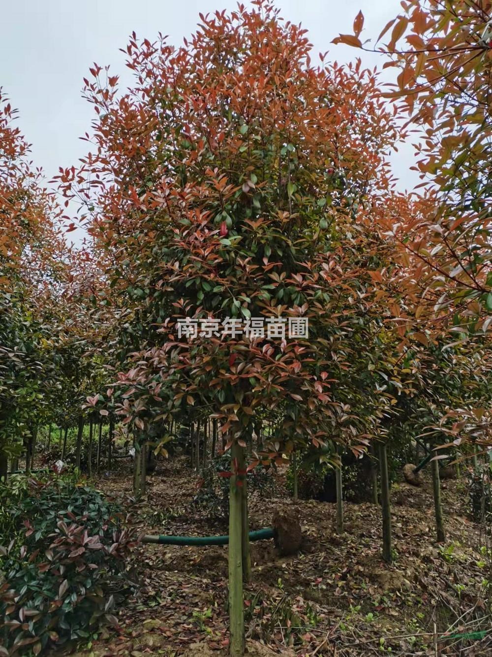 江蘇供應紅葉石楠樹 南京 紅葉石楠樹基地規(guī)格齊全