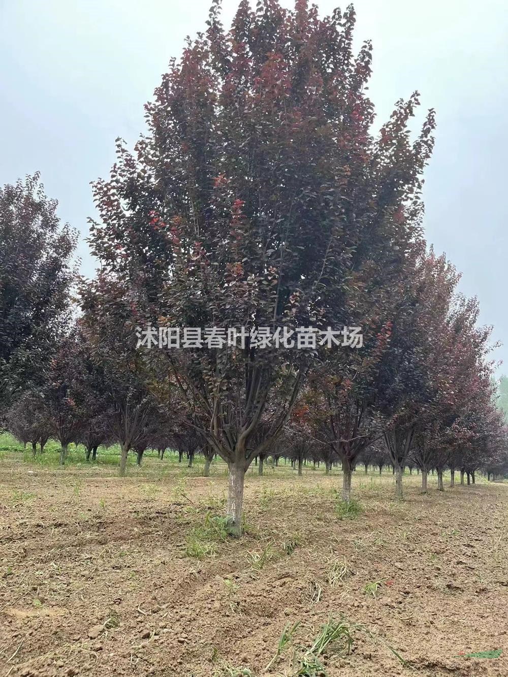 江蘇紅葉李基地,批發(fā)便宜的紅葉李,江蘇紅葉李便宜批發(fā)處理