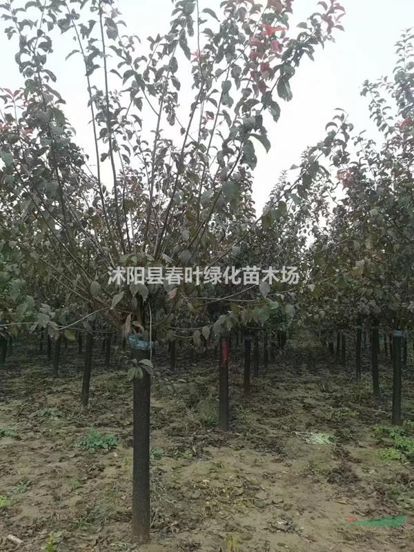 江蘇榆葉梅價格_江蘇榆葉梅圖片_江蘇榆葉梅苗圃基地