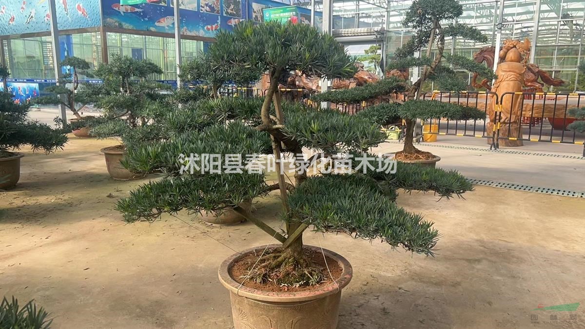 江蘇造型羅漢松價(jià)格優(yōu)惠/江蘇造型羅漢松低價(jià)銷售