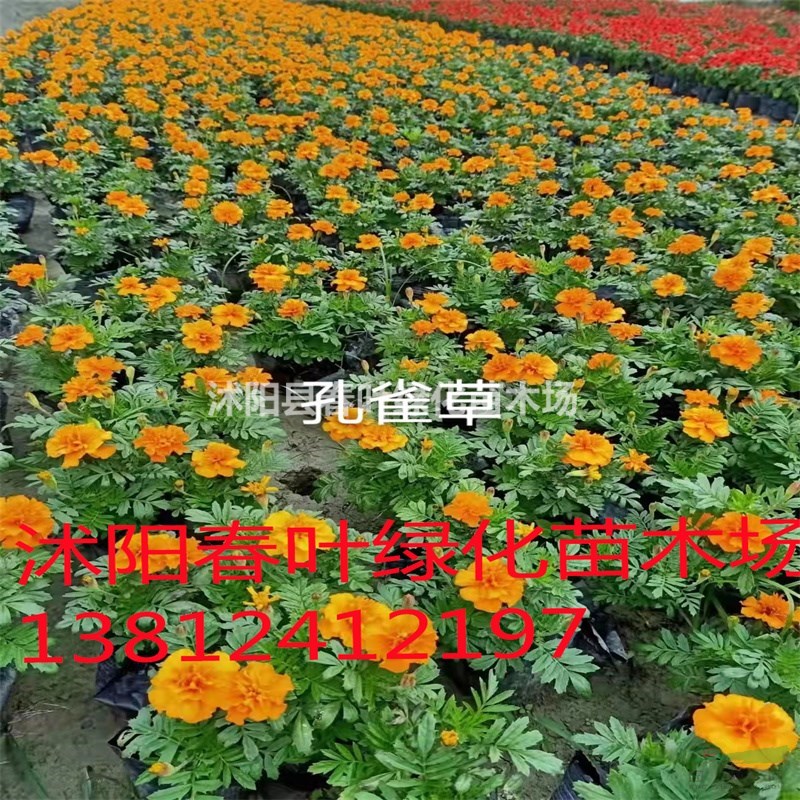 孔雀草價格_孔雀草圖片_孔雀草基地_孔雀草產(chǎn)地